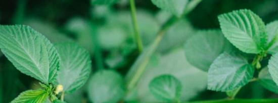 黄麻锦葵支持健康的心血管系统