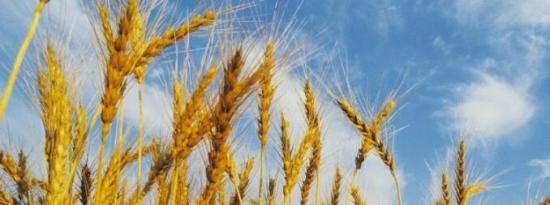 喷洒有毒化学物质的现代小麦可能是最不利于肠道健康的食物之一