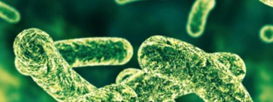 在发酵食品中发现的乳酸杆菌菌株是有希望的益生菌候选者