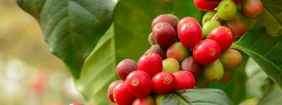 咖啡树在没有化学物质的情况下生长得更好