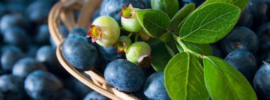 你应该开始多吃蓝莓的7个理由