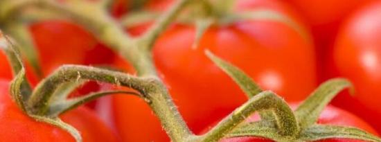 研究揭示了发现全番茄提取物可以治疗致命的胃癌