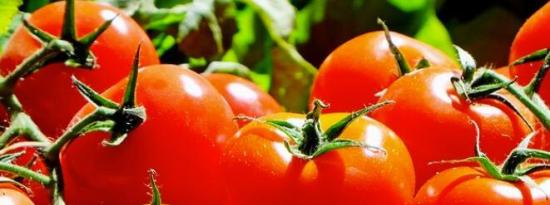 如何修剪西红柿以获得最大产量