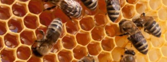 研究表明蜜蜂因为农达而挨饿