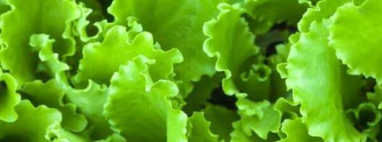 绿叶蔬菜中的叶黄素可能有助于预防认知能力下降