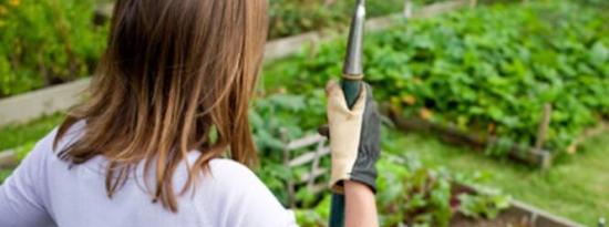 园艺小贴士：提高土壤肥力的10种方法