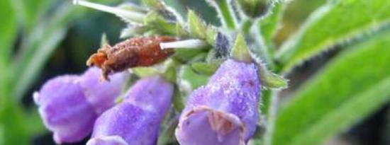 使用紫草的10种方法 紫草是一种强大的愈合草本
