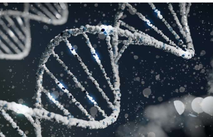 新研究发现自闭症谱系障碍遗传因素之间的联系