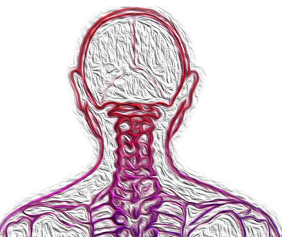 两项研究揭示了脊髓和脑干接触的惊人新作用