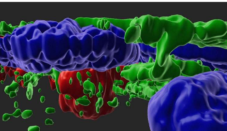 研究人员使用基于干细胞的研究工具确定潜在的 AMD 药物