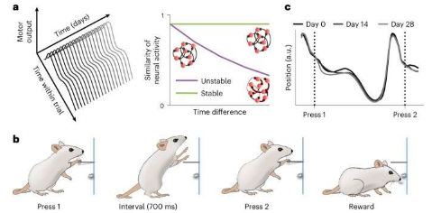 对啮齿动物的研究表明 单个运动神经元的活动随着时间的推移是稳定的