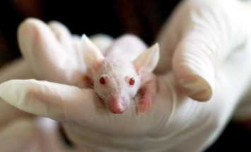 小鼠研究：抑制持续疼痛下进食的神经回路
