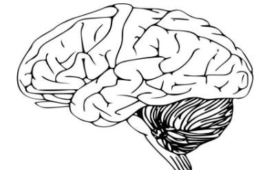 研究：参与学习的大脑机制也会推动社会从众