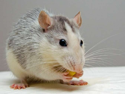 研究人员根据大脑活动预测老鼠的行为