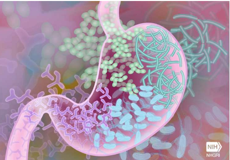 研究发现肠道微生物可以增强锻炼的动力