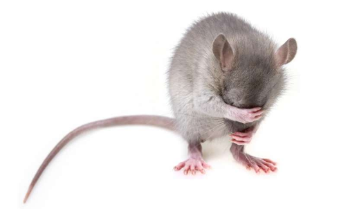 研究发现患有自闭症样 FXS 的裸盖菇素微剂量大鼠可改善症状