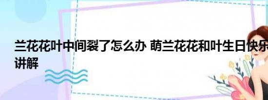 兰花花叶中间裂了怎么办 萌兰花花和叶生日快乐 基本情况讲解