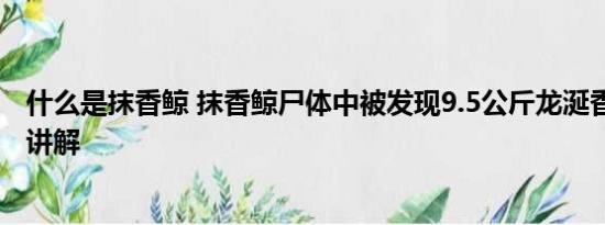 什么是抹香鲸 抹香鲸尸体中被发现9.5公斤龙涎香 基本情况讲解
