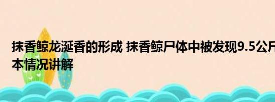 抹香鲸龙涎香的形成 抹香鲸尸体中被发现9.5公斤龙涎香 基本情况讲解
