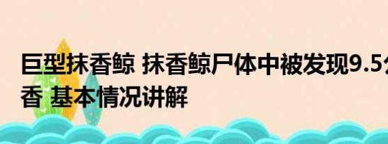 巨型抹香鲸 抹香鲸尸体中被发现9.5公斤龙涎香 基本情况讲解