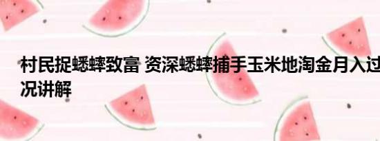 村民捉蟋蟀致富 资深蟋蟀捕手玉米地淘金月入过万 基本情况讲解