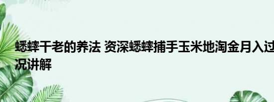 蟋蟀干老的养法 资深蟋蟀捕手玉米地淘金月入过万 基本情况讲解