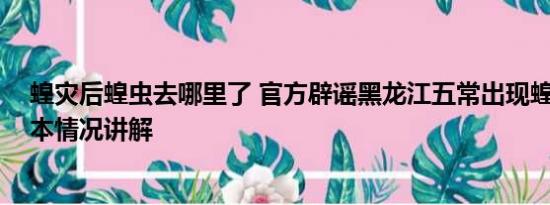 蝗灾后蝗虫去哪里了 官方辟谣黑龙江五常出现蝗虫灾害 基本情况讲解