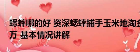 蟋蟀哪的好 资深蟋蟀捕手玉米地淘金月入过万 基本情况讲解
