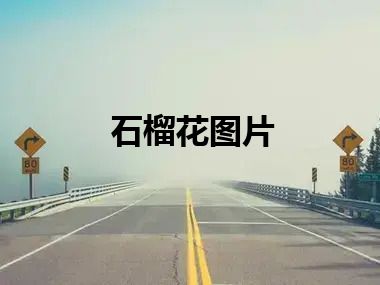 石榴花图片