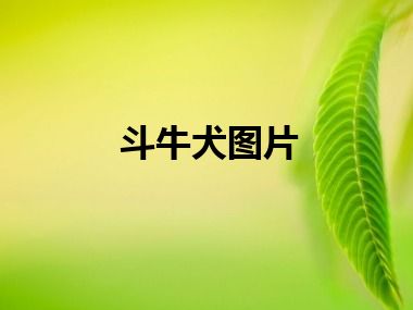 斗牛犬图片
